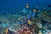 Amphimedon sp Eponge doigt bleue ambiance-Maldives Fesdhoo wreck-9m-20240423-da-DSC_6272_tn
